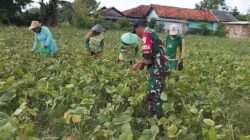 Babinsa Saronggi Dampingi Panen Kacang Hijau, Dorong Semangat Petani