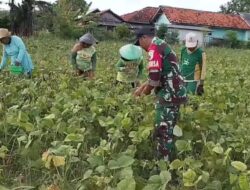 Babinsa Saronggi Dampingi Panen Kacang Hijau, Dorong Semangat Petani